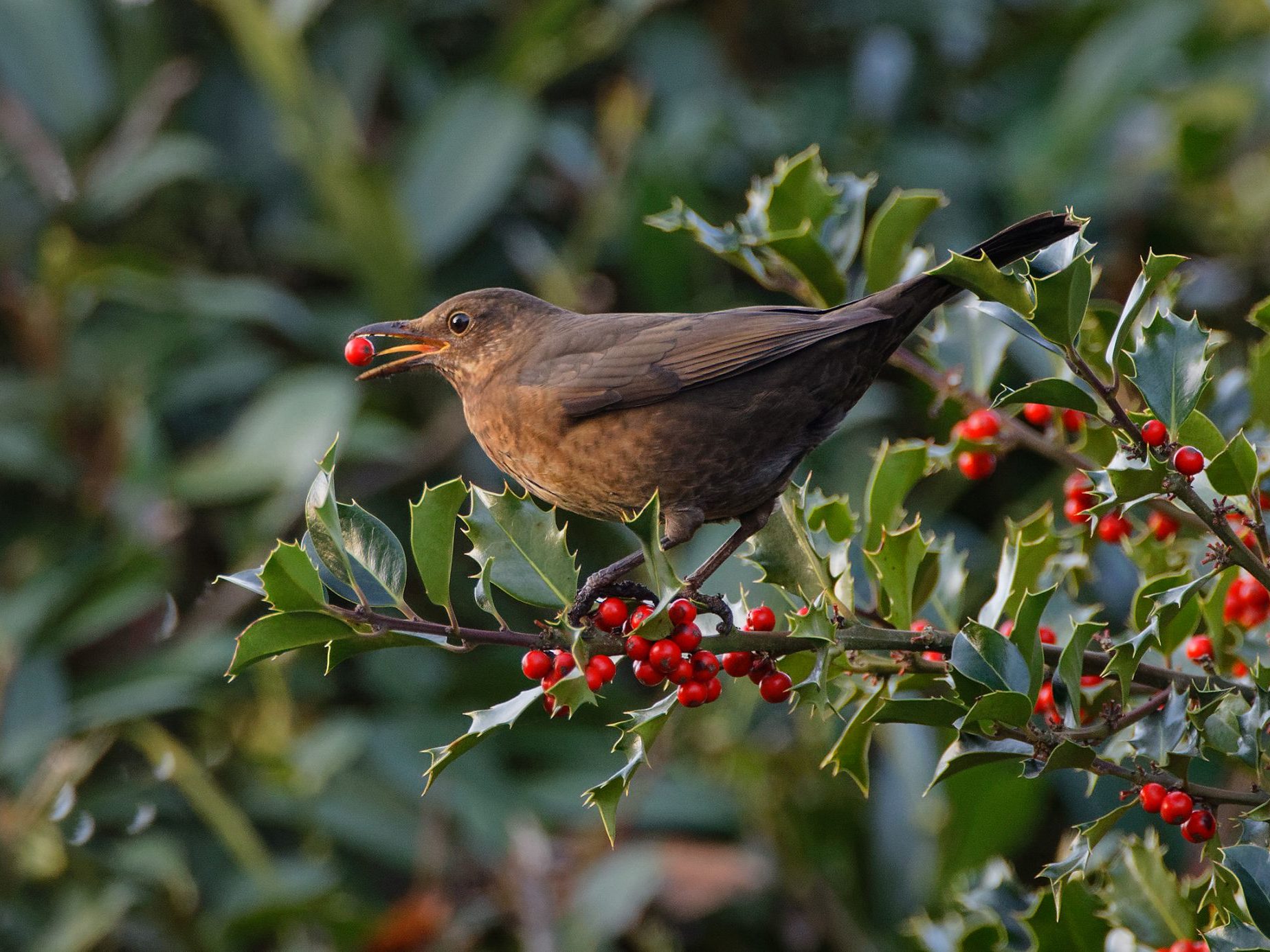Amselweibchen auf einem Ilex mit einer Beere im Schnabel.