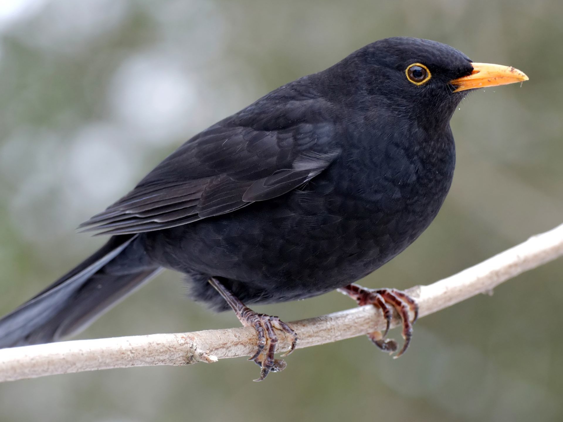 Amselmännchen sitzt auf einem Ast