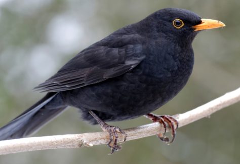 Amselmännchen sitzt auf einem Ast