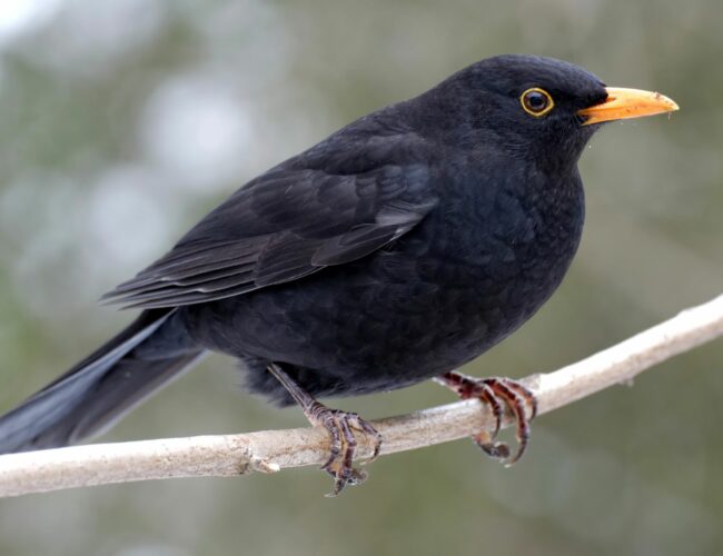 Amselmännchen sitzt auf einem Ast