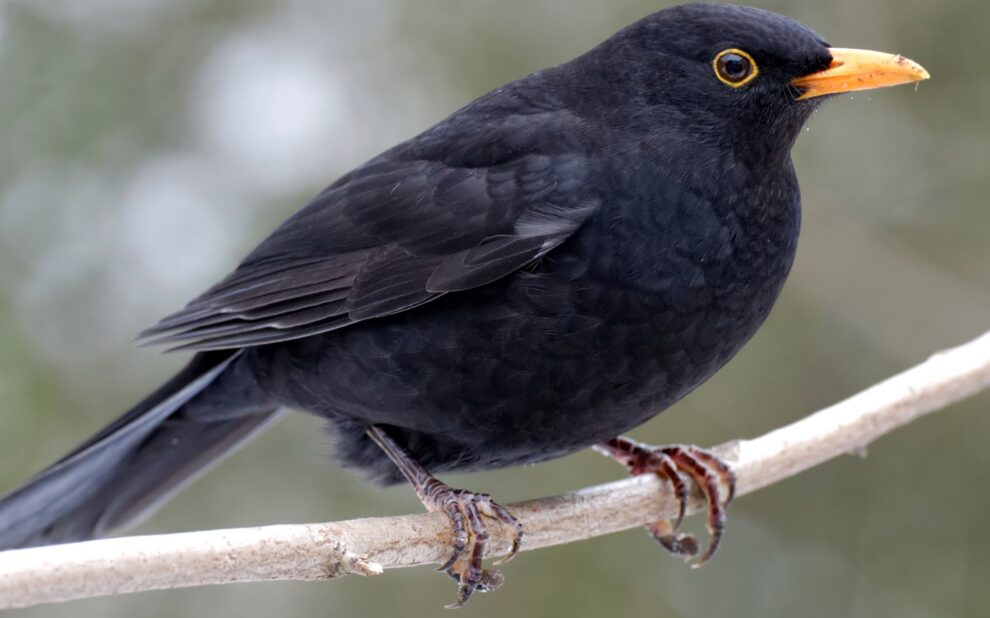 Amselmännchen sitzt auf einem Ast