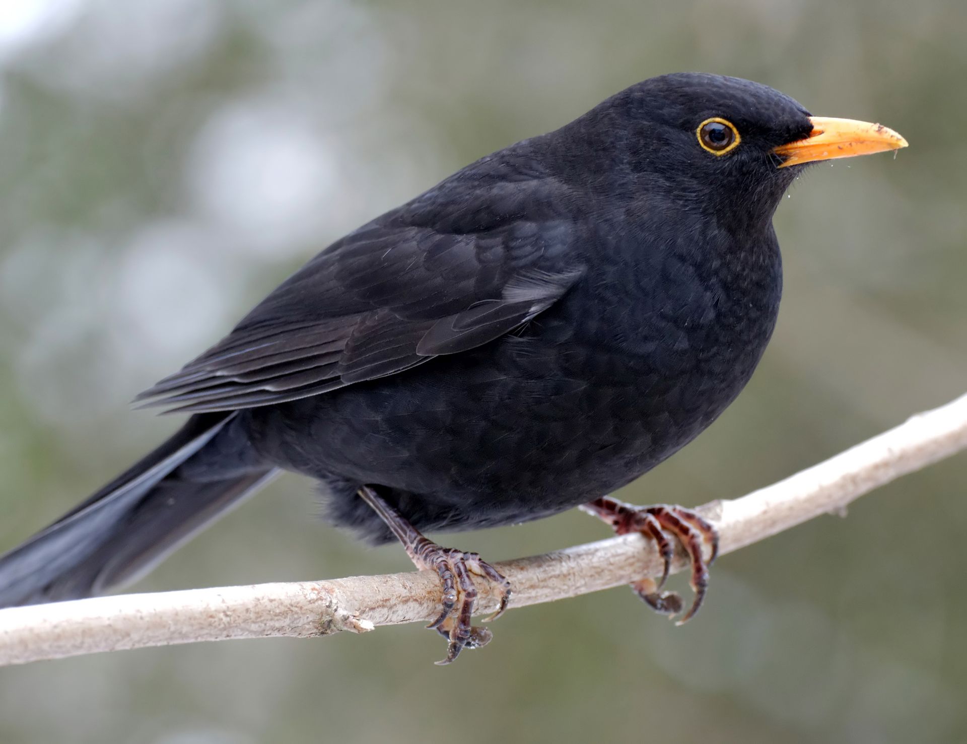Amsel NABU Leverkusen Amsel NABU Leverkusen