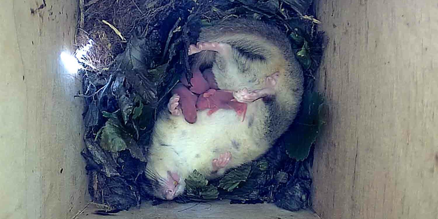 Siebenschläfer in seinem Kasten mit Jungen