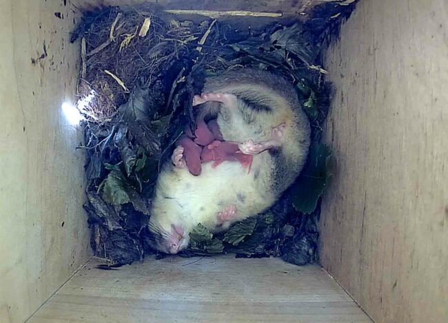 Siebenschläfer 20220724-Junge-auf-dem-Rücken Siebenschläfer in seinem Kasten mit Jungen