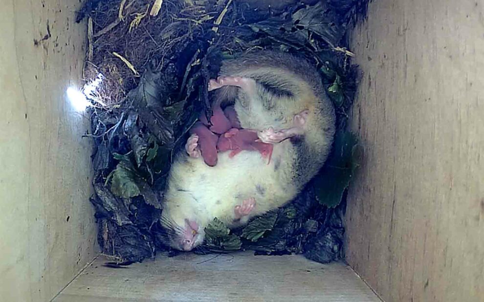 Siebenschläfer in seinem Kasten mit Jungen