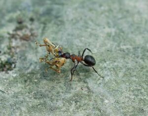 Ameise transportiert toten Käfer