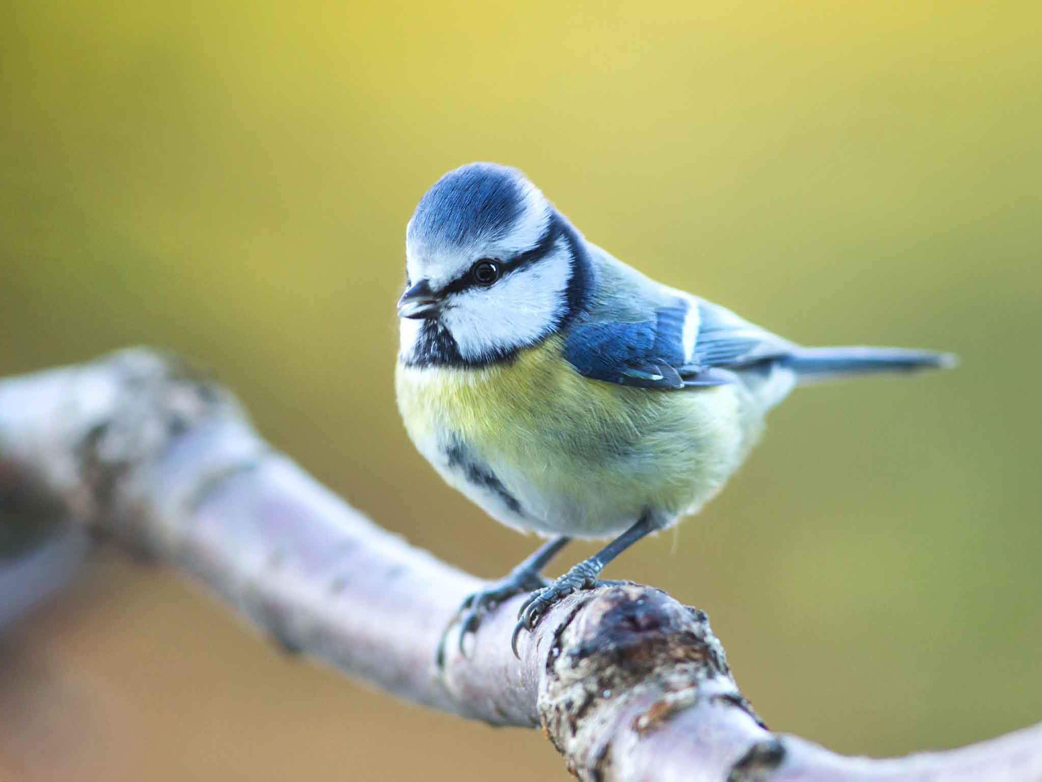 Blaumeise sitzt auf Ast