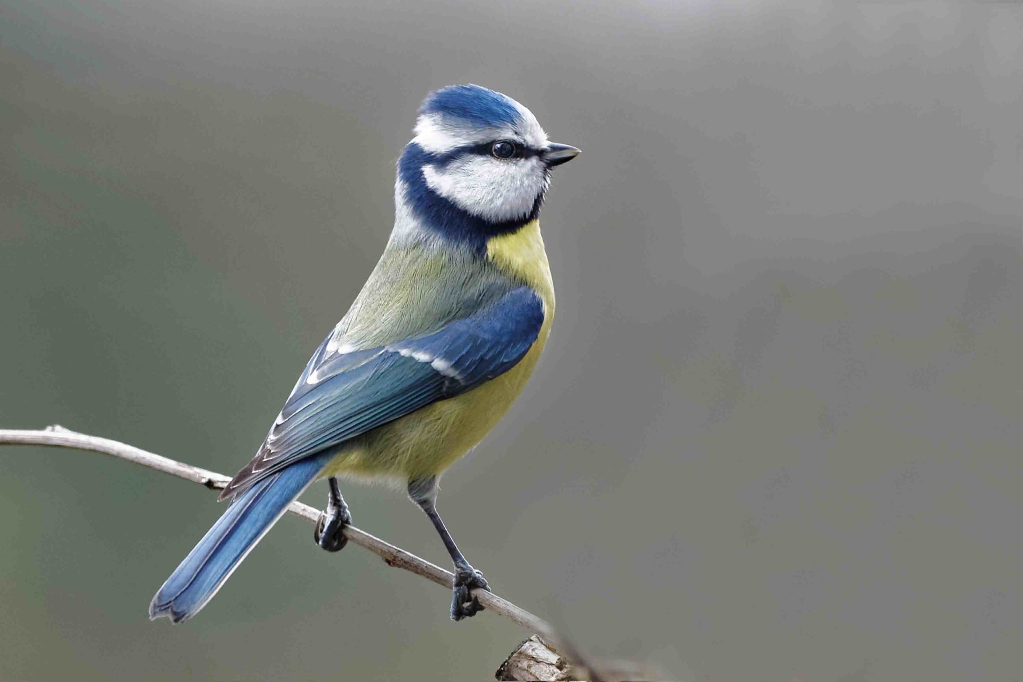 Blaumeise NABU Leverkusen