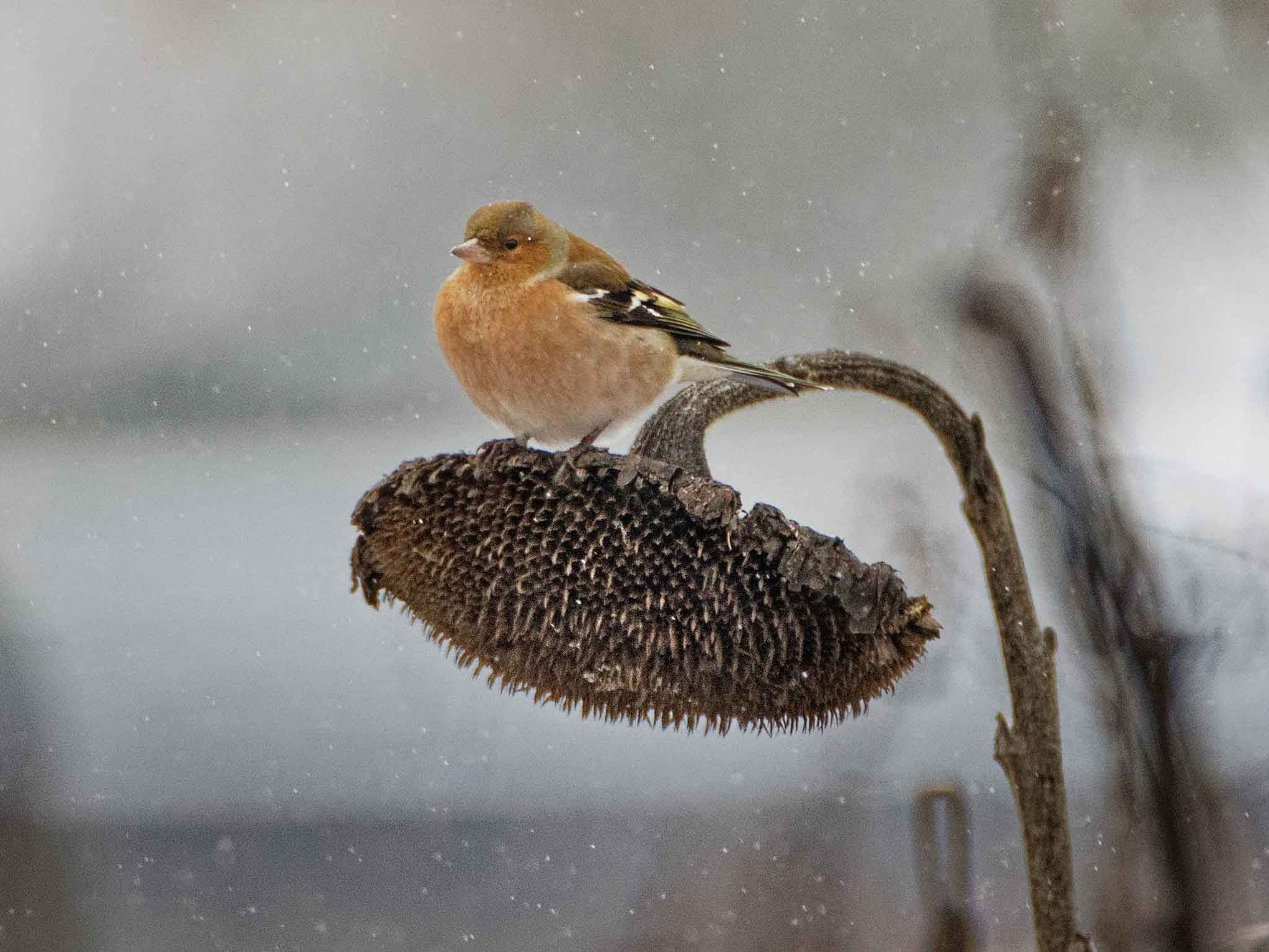 Buchfink im Winter auf einer Sonnenblume