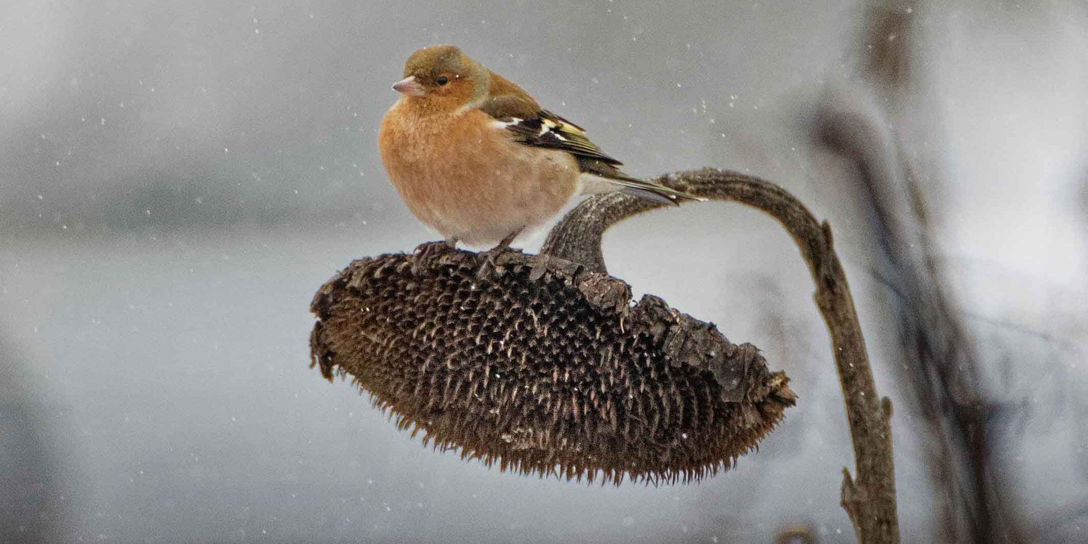 Buchfink im Winter auf einer Sonnenblume