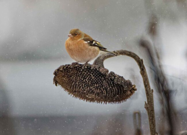 Buchfink im Winter auf einer Sonnenblume