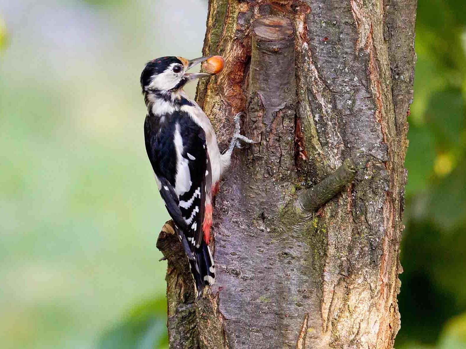 Buntspecht sitzt am Baumstamm mit einer Nuss im Schnabel.