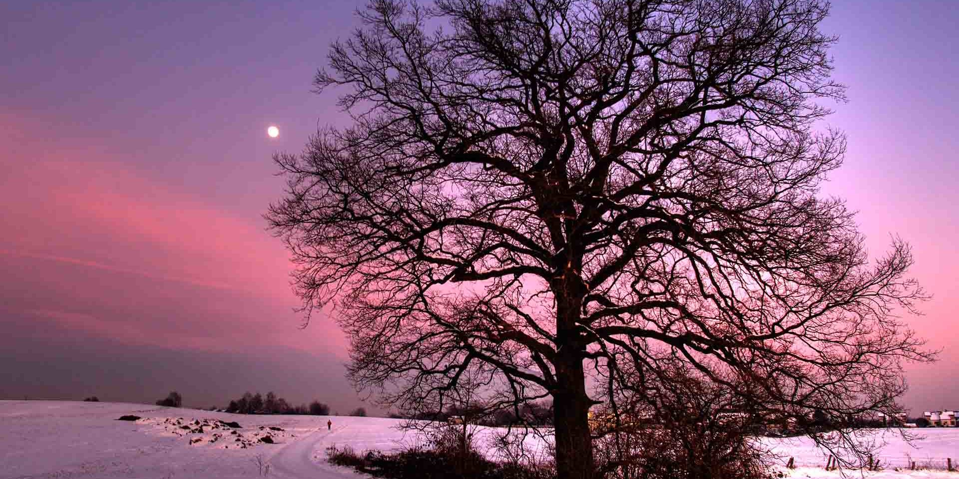 Eiche Schnee Mond von Holger Schmitt
