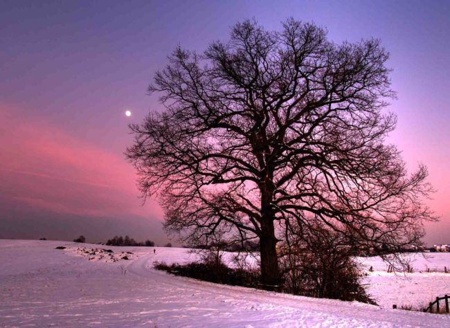 Eiche Schnee Mond von Holger Schmitt