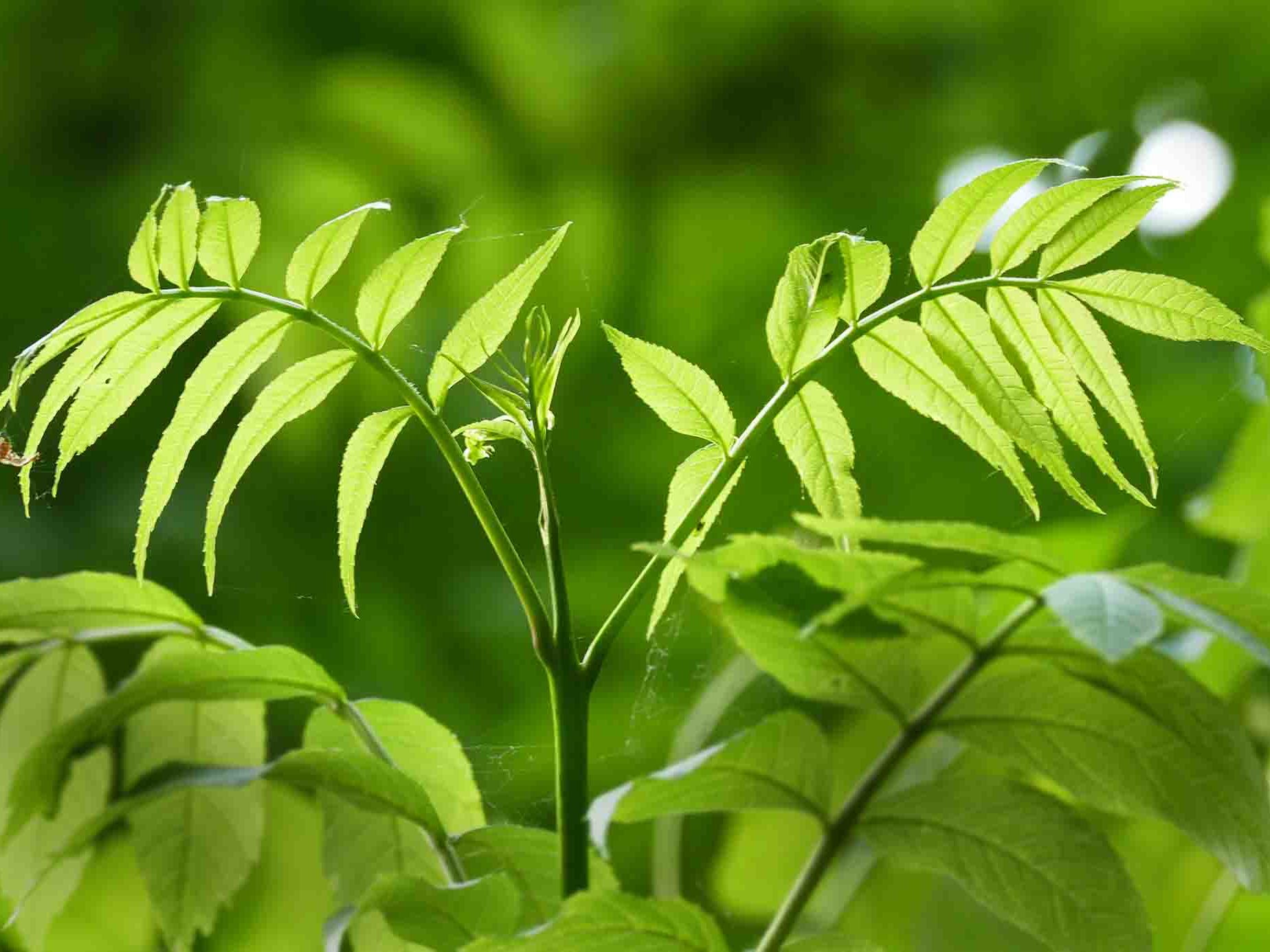 Eschenzweige mit Blättern