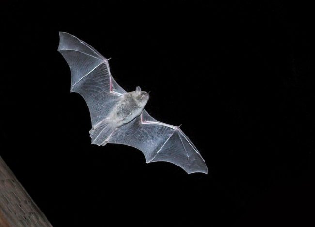 Fledermaus Flug von Hans-Martin Kochanek