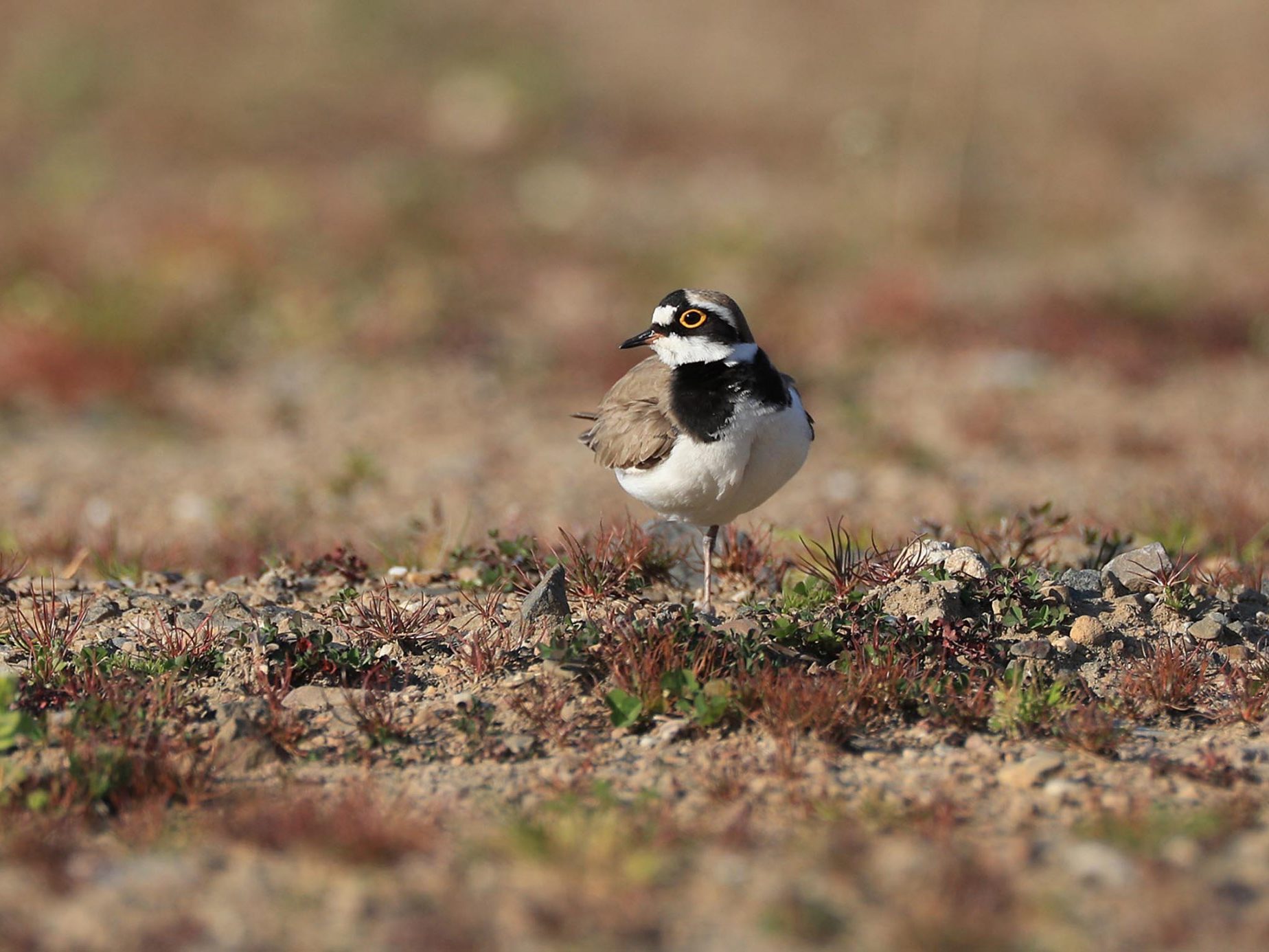 Flussregenpfeifer steht auf einem Bein