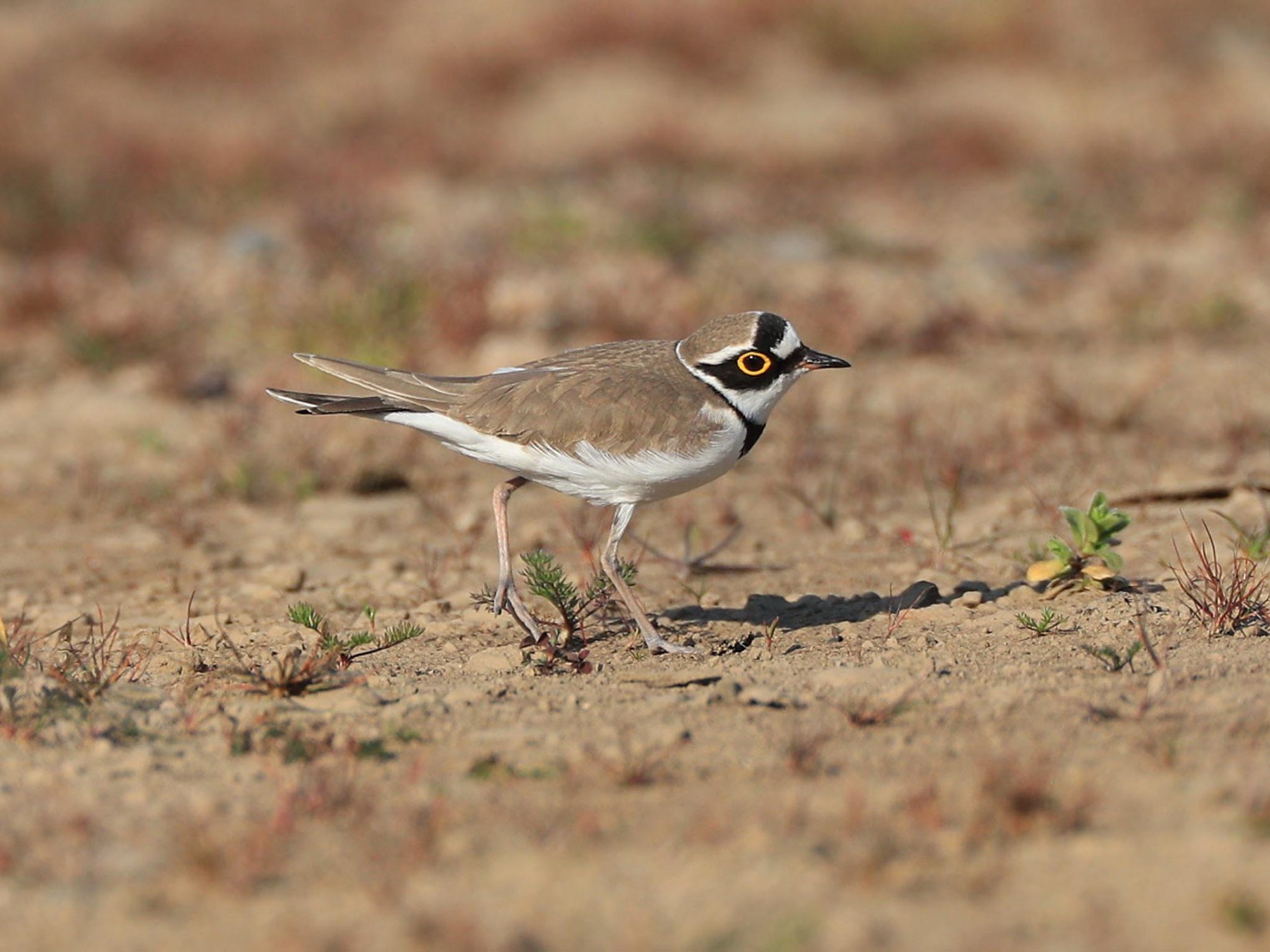 Flussregenpfeifer steht auf kargem Boden