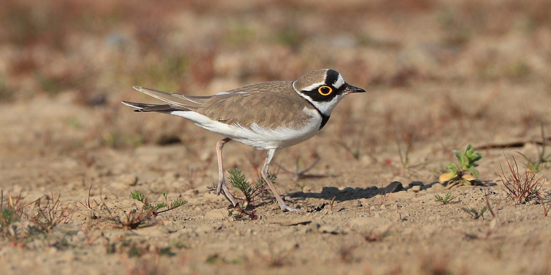 Flussregenpfeifer steht auf kargem Boden