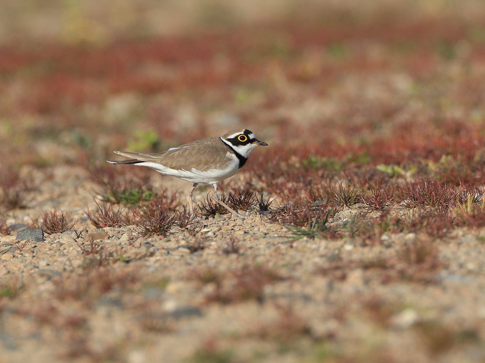 Flussregenpfeifer läuft auf kargem Boden