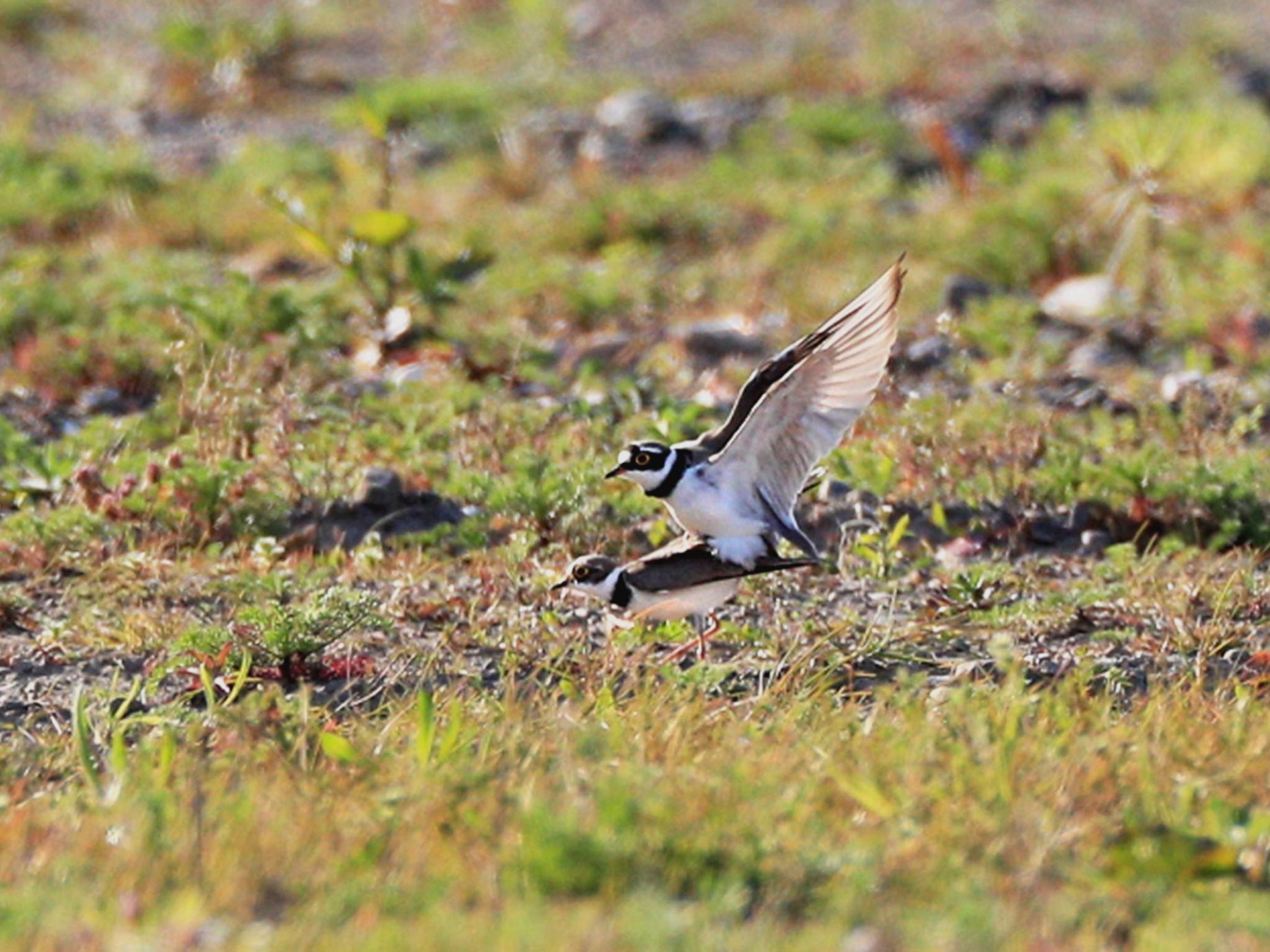 Flussregenpfeifer bei der Paarung