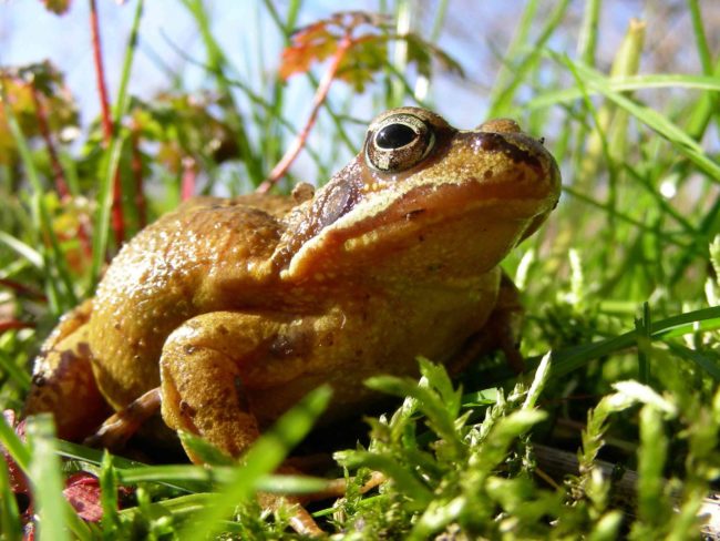 Grasfrosch von Frank Gerber