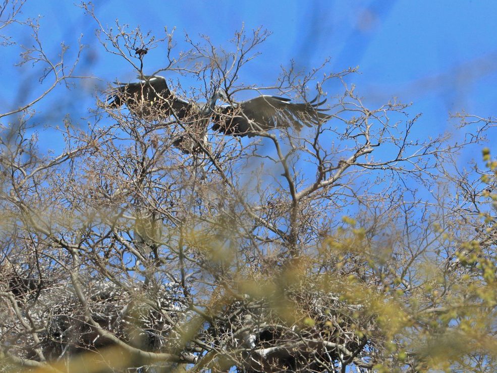 Graureiher Junges macht Flugübungen