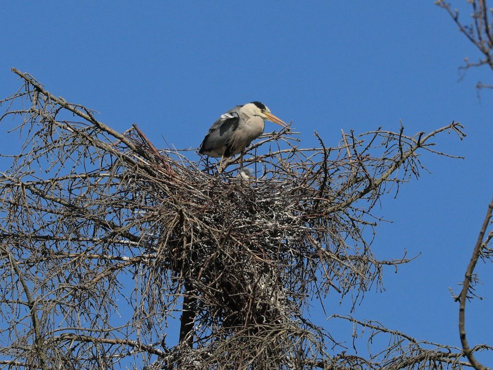 Graureiher auf dem Nest mit Jungvogel