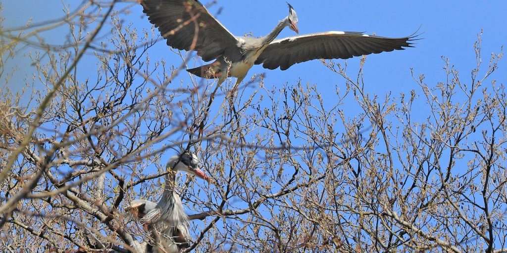 Graureiher landet auf dem Baum, ein anderer sitzt schon dort Graureiher landet auf dem Baum, ein anderer sitzt schon dort