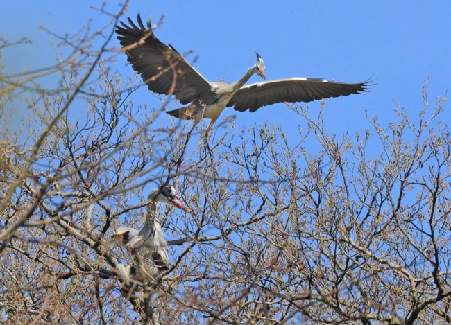 Graureiher landet auf dem Baum, ein anderer sitzt schon dort Graureiher landet auf dem Baum, ein anderer sitzt schon dort