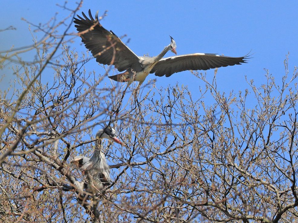 Graureiher landet auf dem Baum, ein anderer sitzt schon dort