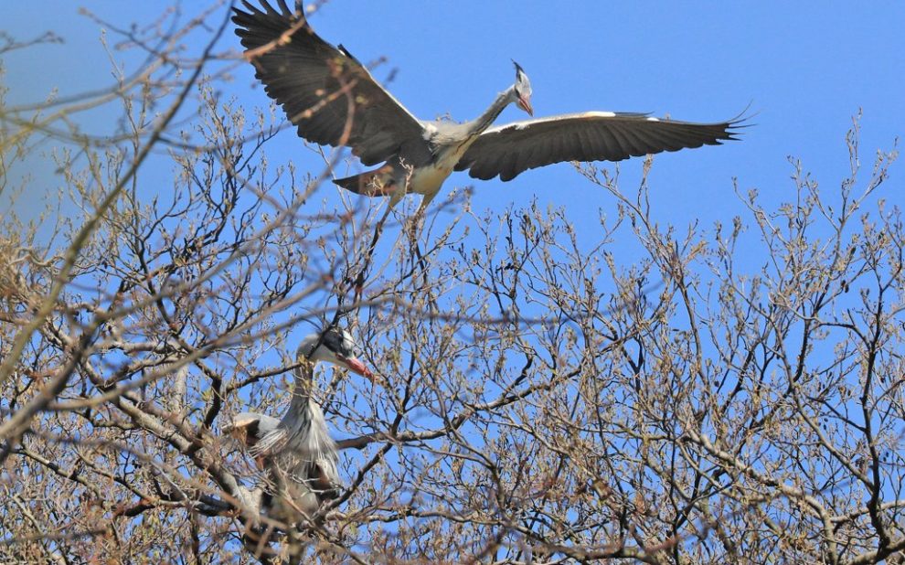 Graureiher landet auf dem Baum, ein anderer sitzt schon dort