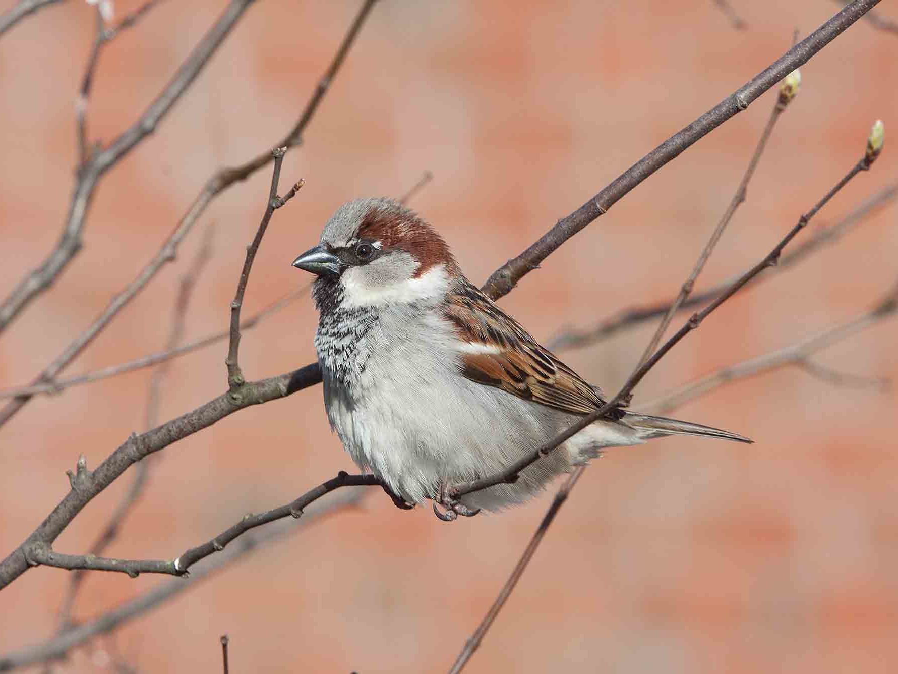 Hausperling, Spatz, sitzt auf kahlem Zweig