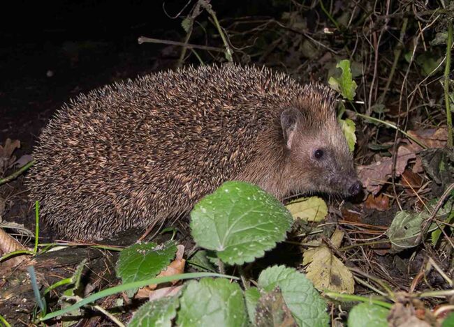Igel
