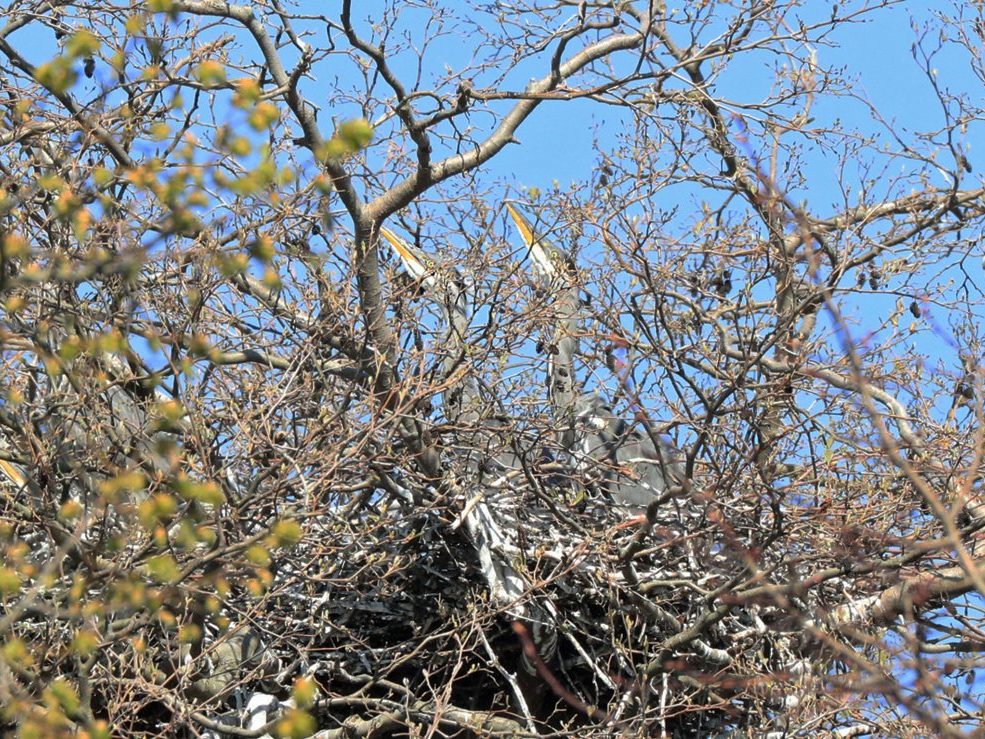 Graureiher Jungvögel wehren sich