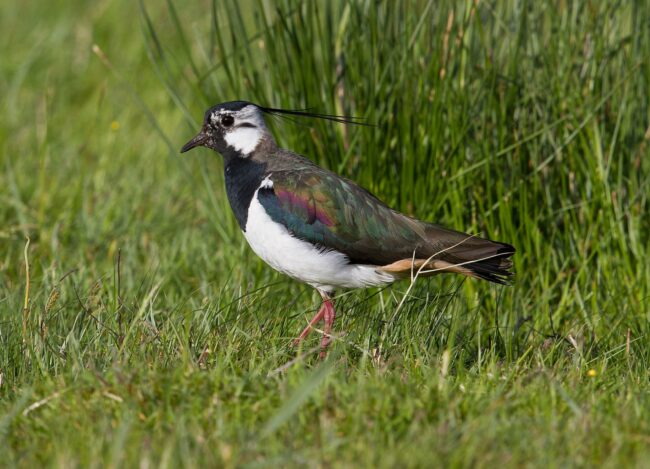 Kiebitz im Feld Kiebitz im Feld