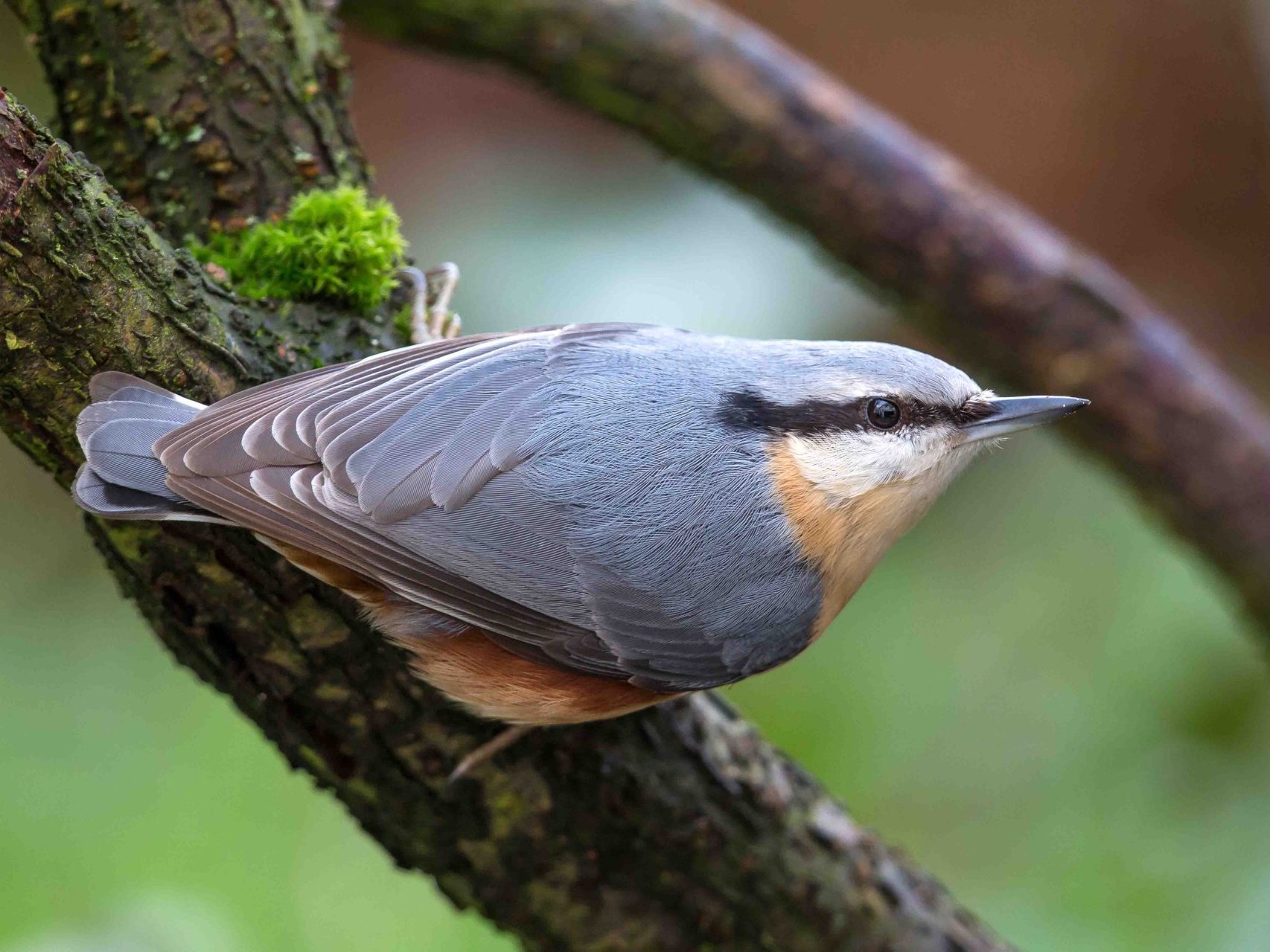 Kleiber sitzt auf einem Ast