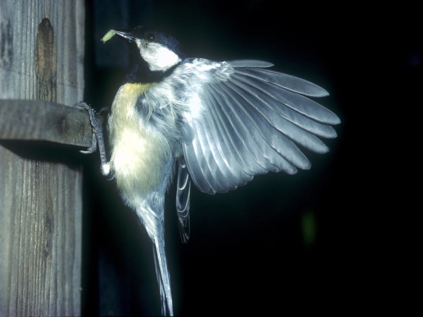 Kohlmeise beim Anflug auf Nistkasten mit Futter im Schnabel für die Jungen