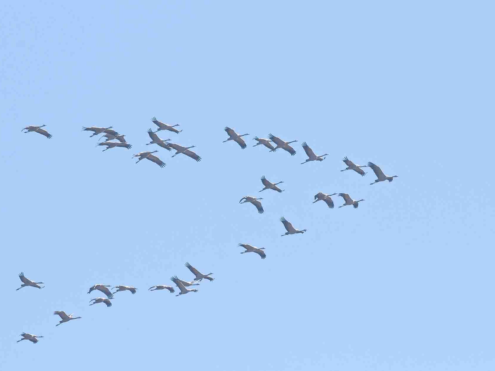 Kraniche in Flugformation