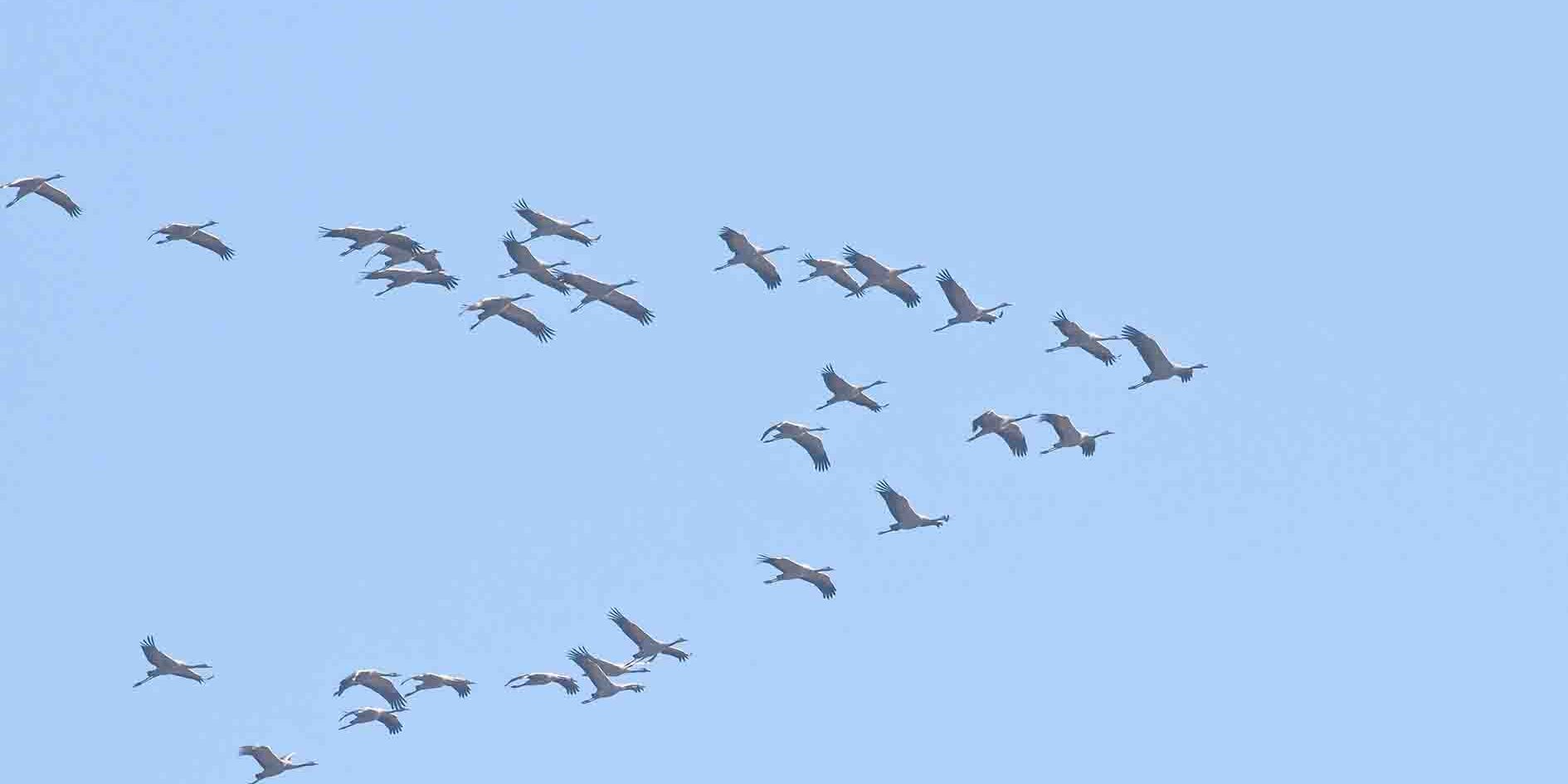 Kraniche in Flugformation