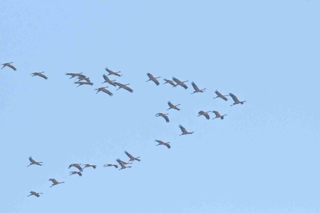 Kraniche in Flugformation