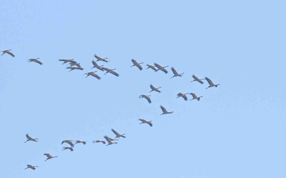 Kraniche in Flugformation