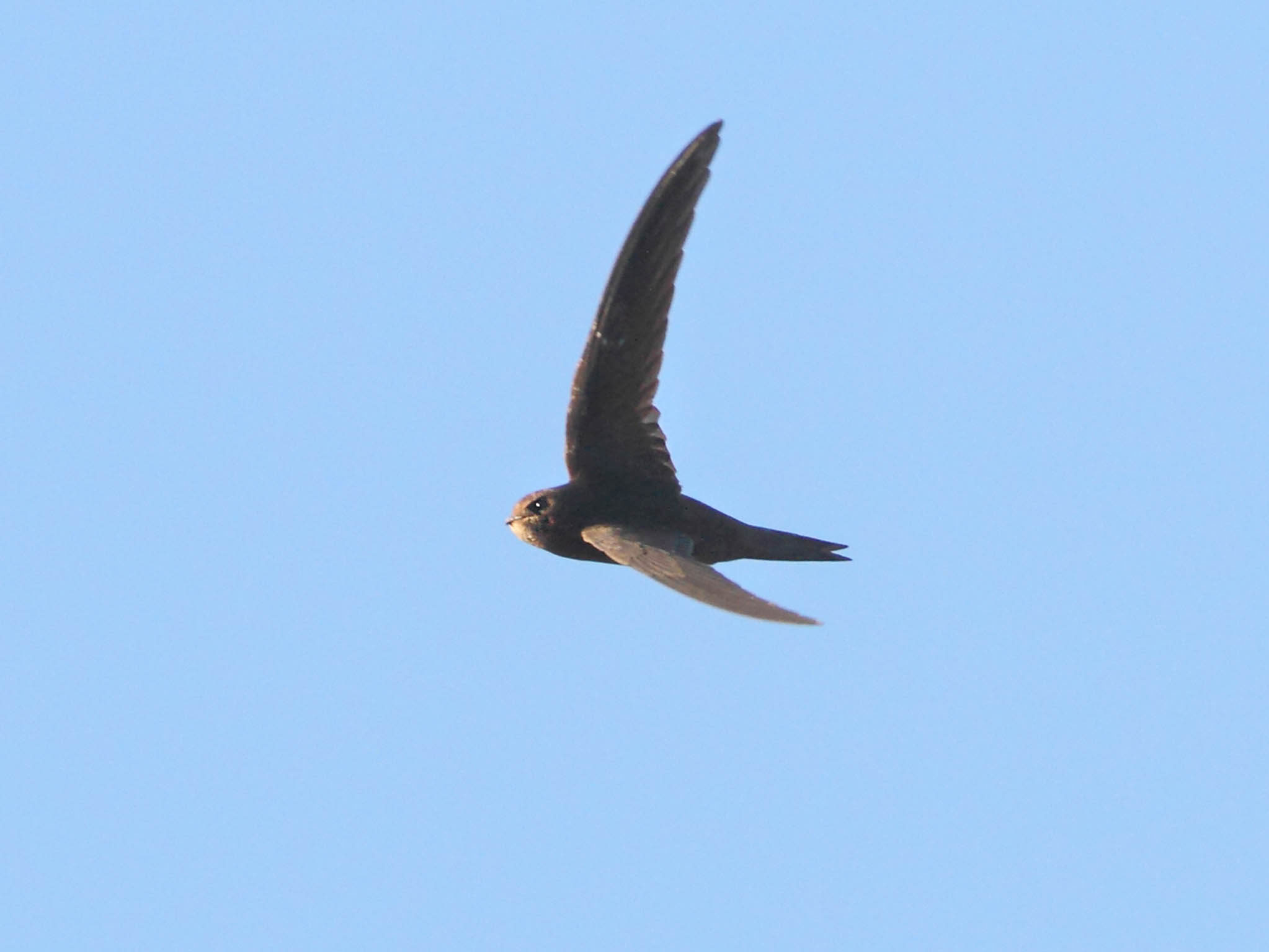Mauersegler im Flug