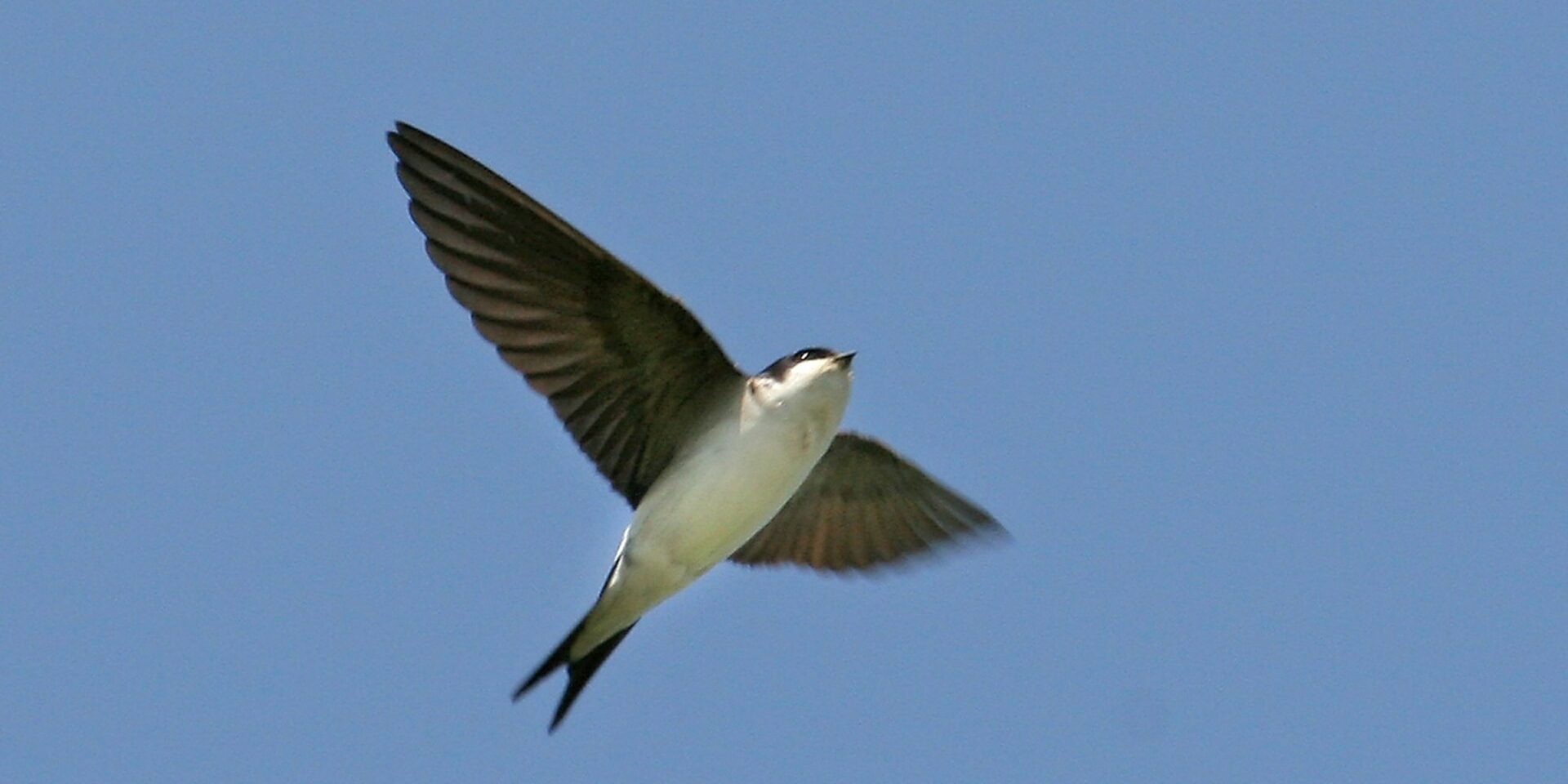 Mehlschwalbe im Flug