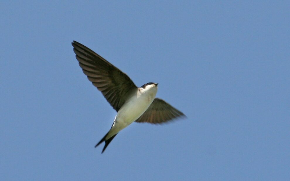 Mehlschwalbe im Flug