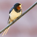 Rauchschwalbe sitzt auf einem Draht und singt Foto von HM Kochanek