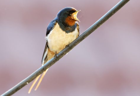 Rauchschwalbe sitzt auf einem Draht und singt Foto von HM Kochanek