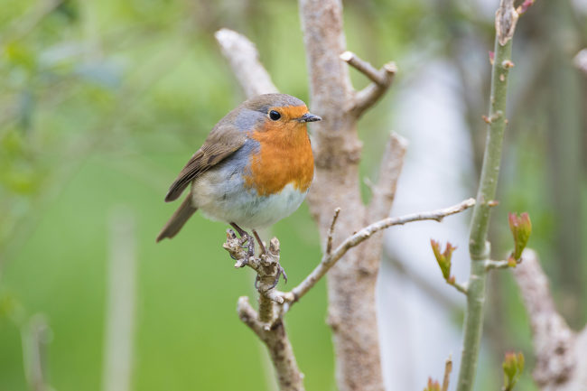 Rotkehlchen AL8I0150 m