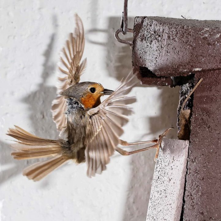 Rotkehlchen im Anflug auf Nistkasten