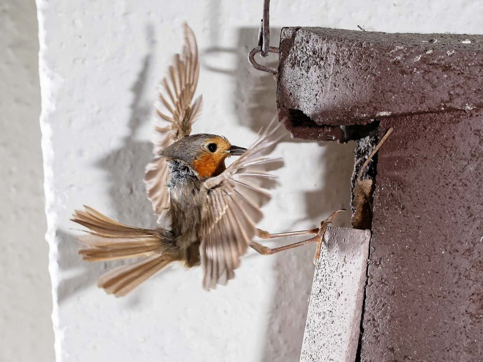 Rotkehlchen im Anflug auf Nistkasten
